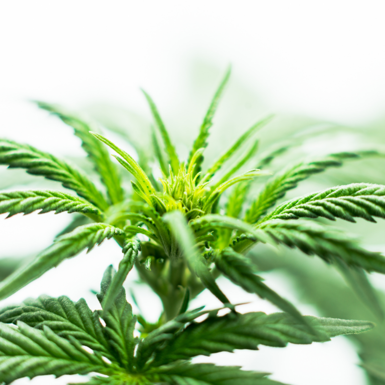 Read more about the article What Does Missouri Legalizing Recreational Marijuana Use Mean for Employers?